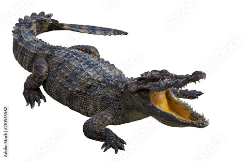 The crocodile is opening its mouth at the crocodile farm