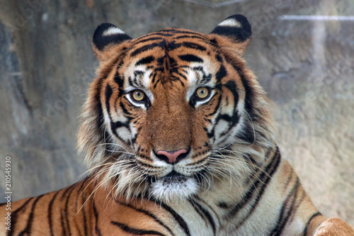 Angry tiger,Sumatran tiger (Panthera tigris sumatrae) beautiful animal and his portrait