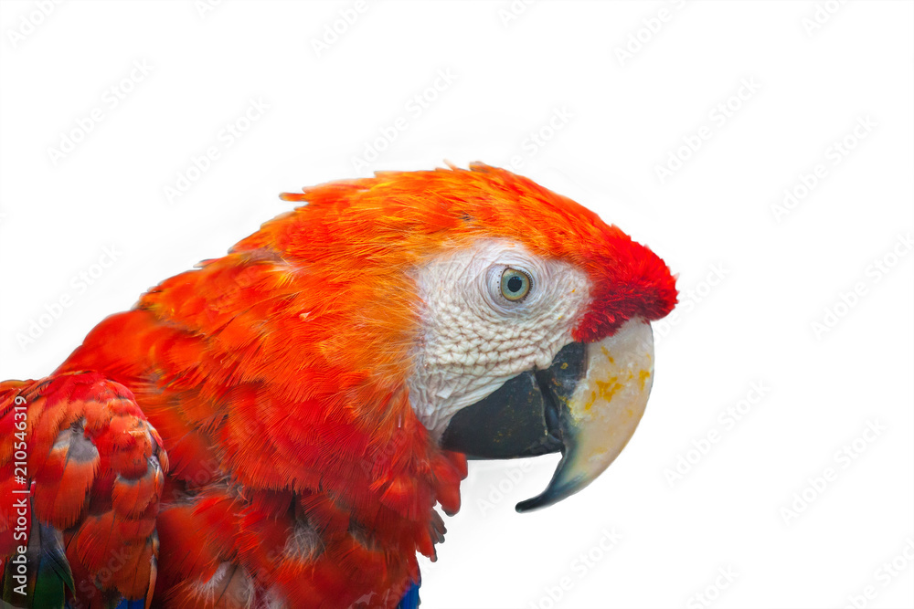 Fototapeta premium Colorful parrot on white background.