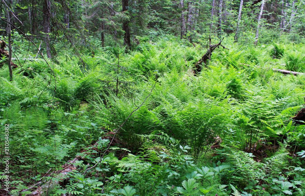 wild forest in the reserve, overgrown with thickets of ferns wild forest in the reserve, overgrown with thickets of ferns