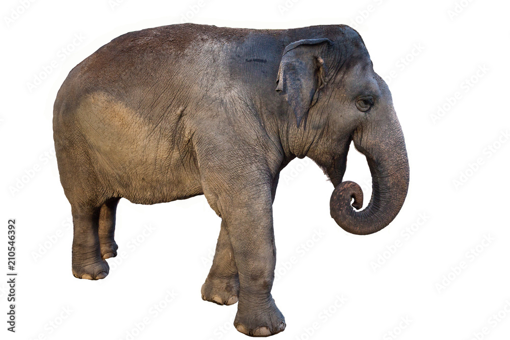 Obraz premium Elephant on white background.