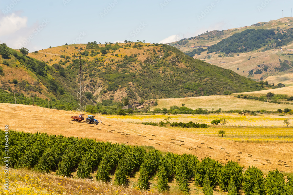 Farmers picking up bales of straw in the Sicilian countryside with in the background