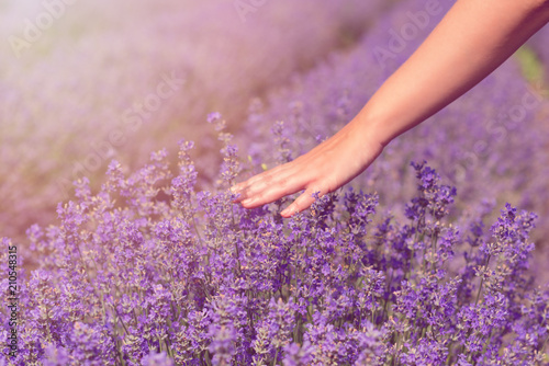 Gathering a bouquet of lavender. Beautiful girl holding a bouquet of fresh lavender in lavender field. Sun, sun haze, glare. Purple tinting. photo