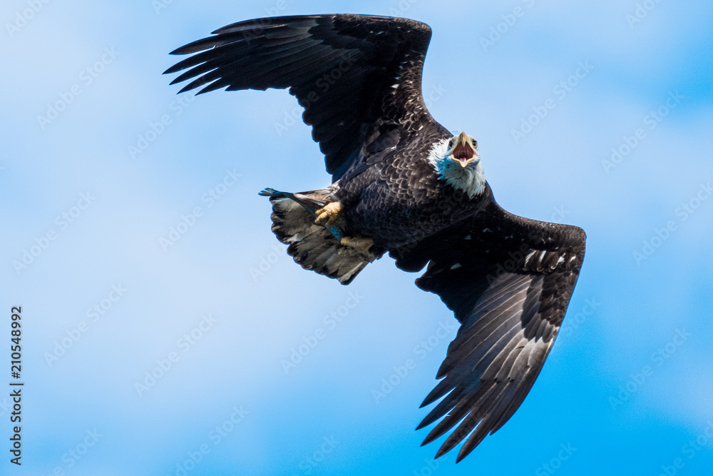Obraz premium Bald Eagle