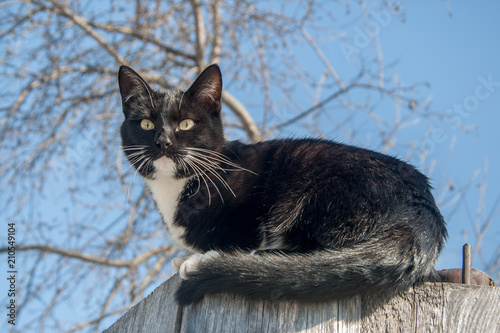 Foto looking cat sitting on the fence