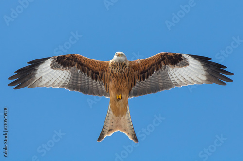 Redkite in the sky photo