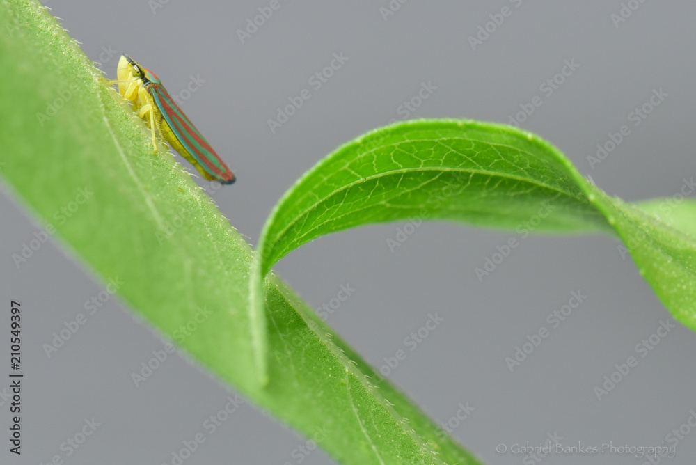 Leafhopper Leafhopper