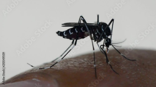 Macro of mosquito (Aedes aegypti) sucking blood close up on the human skin. Mosquito is carrier of Malaria, Encephalitis, Dengue and Zika virus photo