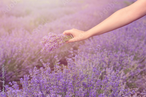 Gathering a bouquet of lavender. Beautiful girl holding a bouquet of fresh lavender in lavender field. Sun, sun haze, glare. Purple tinting.