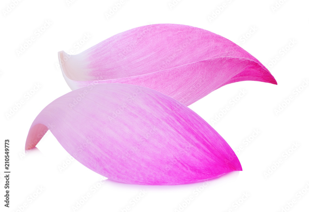 Closeup on lotus petal on white background Closeup on lotus petal on white background