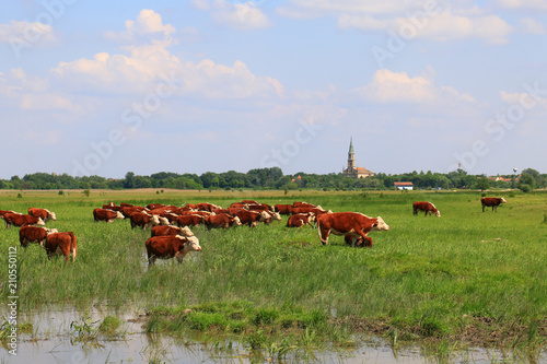Fototapeta Naklejka Na Ścianę i Meble -  Calves on the field