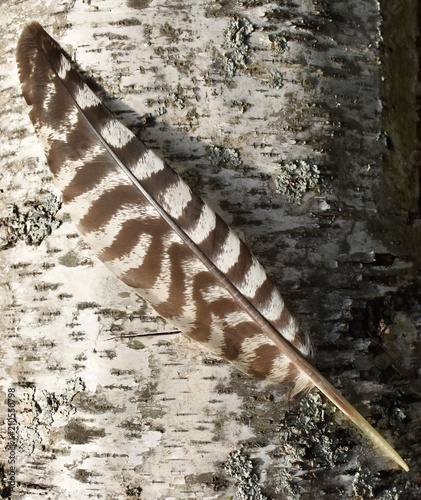 Fototapeta natura zwierzę ptak