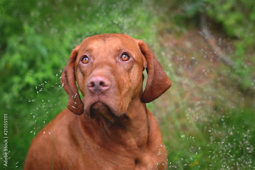 Hungarian Vizsla