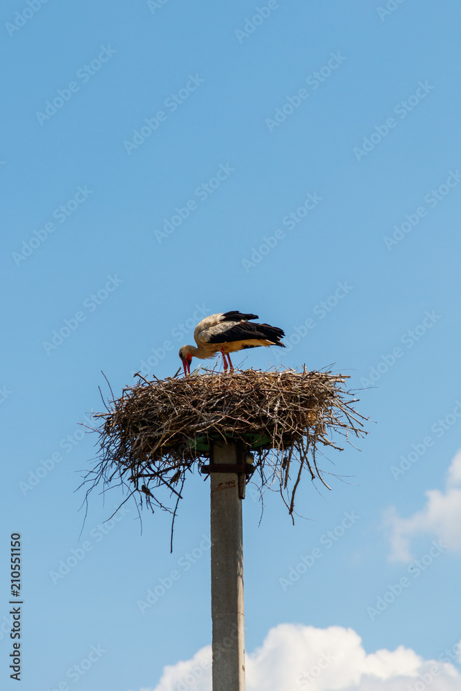 Fototapeta premium White stork (Ciconia ciconia) in the nest on the pole