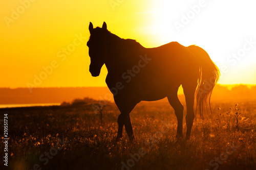 Silhouette of a horse in the field at sunset © drakuliren