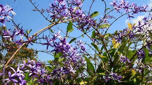 purple flowers in the garden