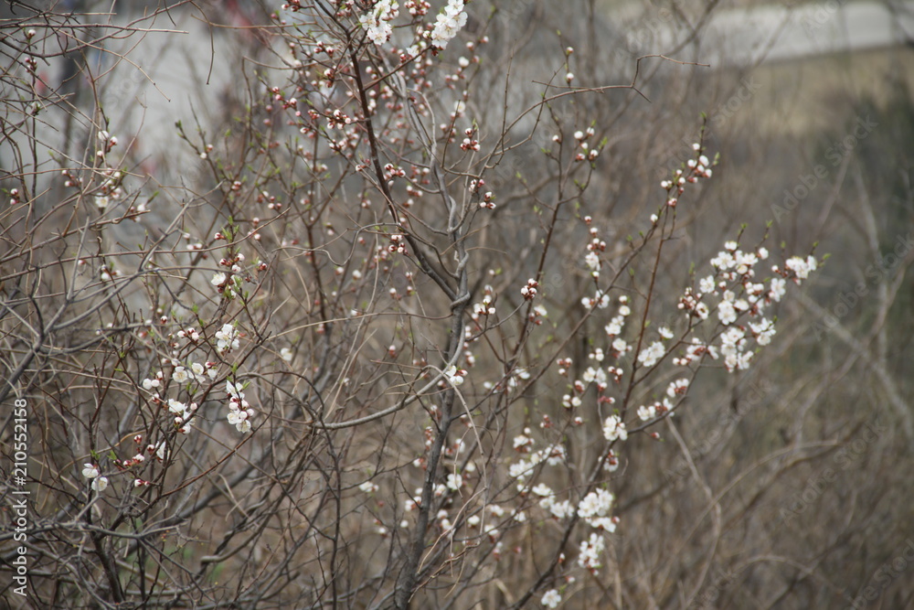 flower in mountain during spring surrounded with pollution flower in mountain during spring surrounded with pollution