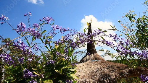 purple flowers in the garden