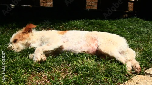 dog lying on the grass