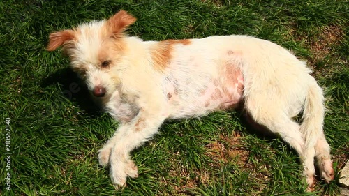 dog lying on the grass