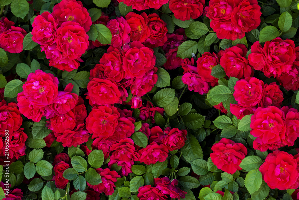 image on the desktop texture of red roses and green leaves