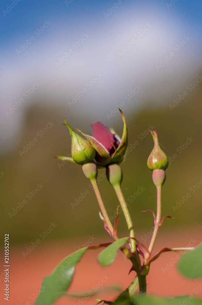 bud roses bud roses