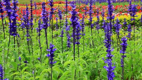 purple flowers in the garden