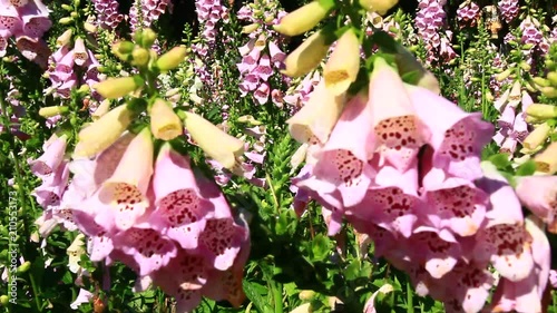 flowers in the field