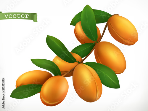 Argan oil. 3d realistic vector icon