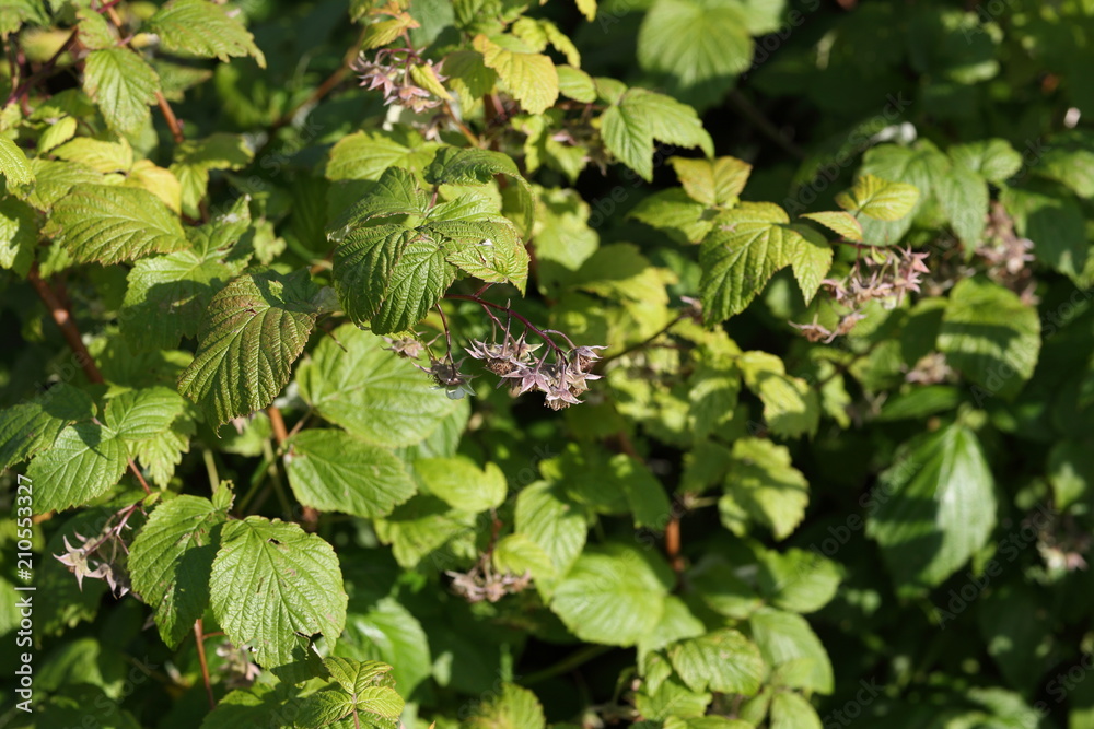 A flower of a raspberry. Flowering bush of raspberry. Selective focus.