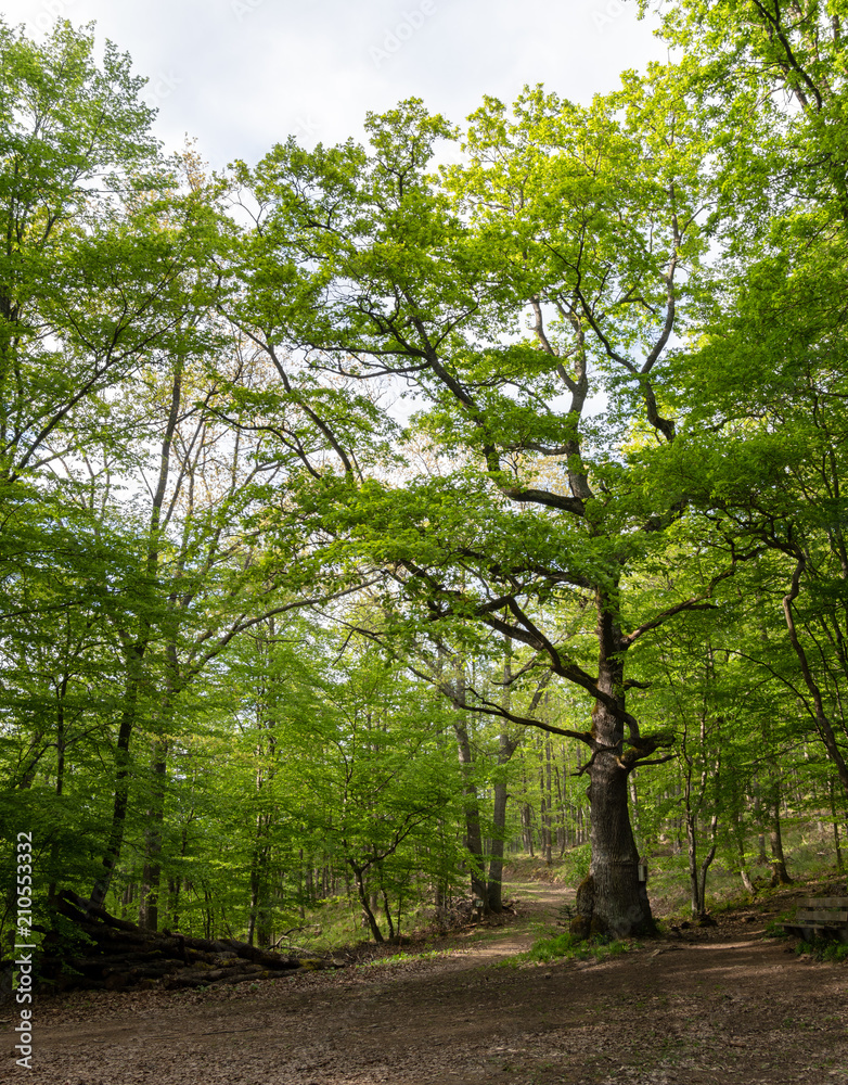 Obraz premium Le chêne de la chapelle, un arbre remarquable sur les hauteurs de Kaysersberg vignoble, Bas-Rhin, Alsace, France - printemps 2018