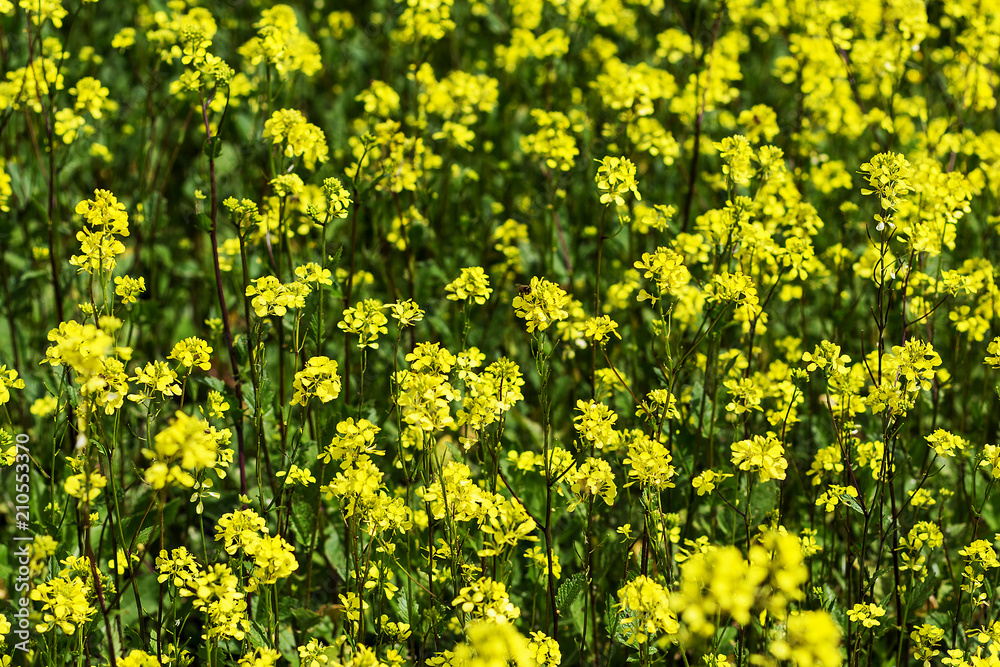 Fototapeta premium mustard field, yellow blooming mustard