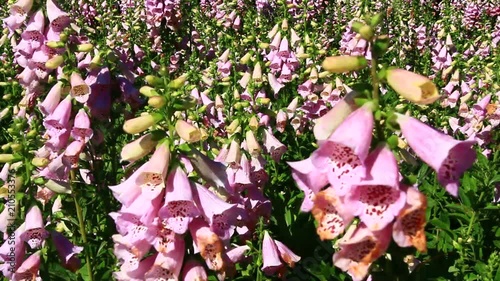 flowers in the field