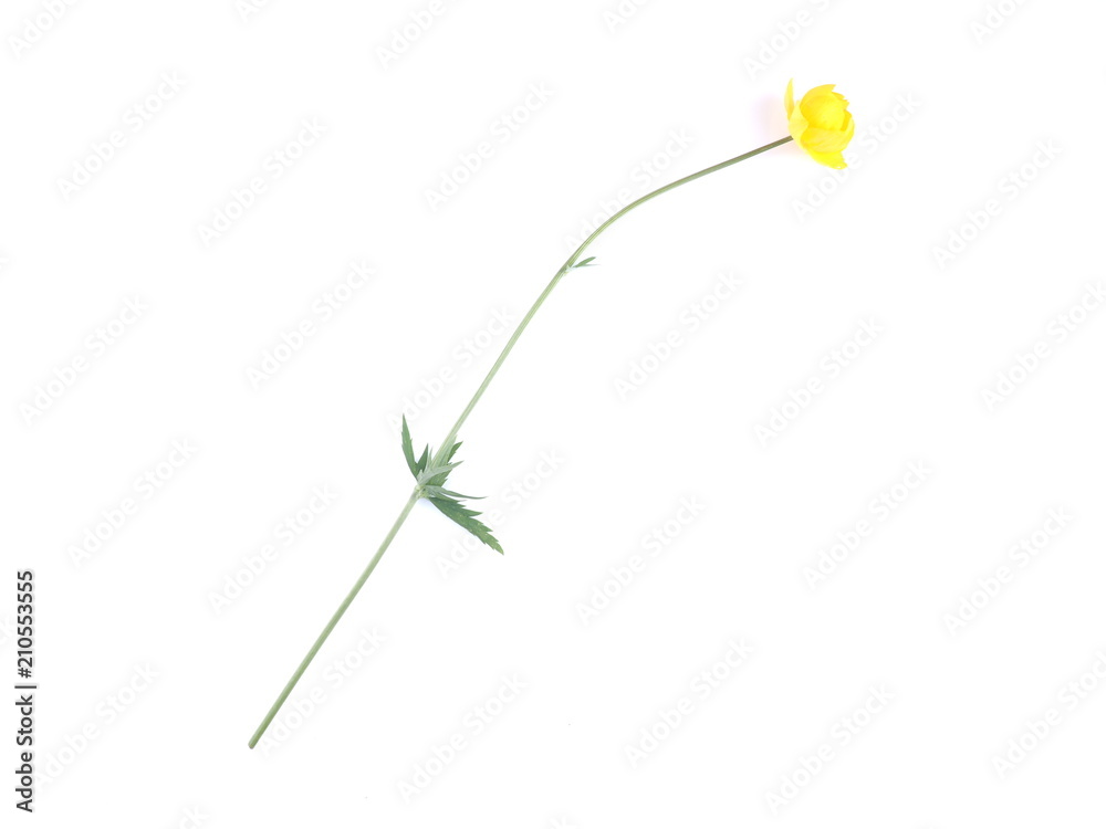 blossoms flowers on a white background blossoms flowers on a white background