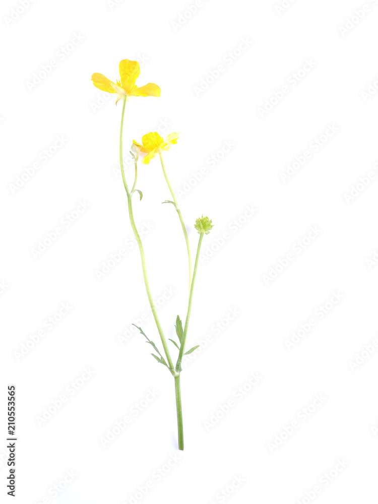 yellow buttercup on a white background