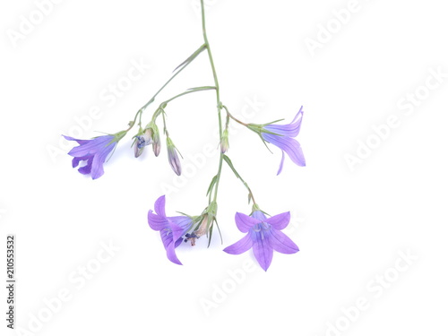 Fototapeta Naklejka Na Ścianę i Meble -  blue flower bell on white background