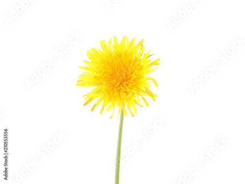 yellow dandelion flower on a white background