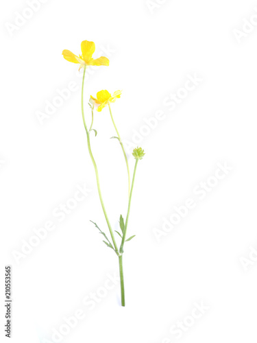 yellow buttercup on a white background © enskanto