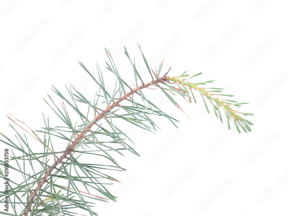 pine branch on a white background pine branch on a white background