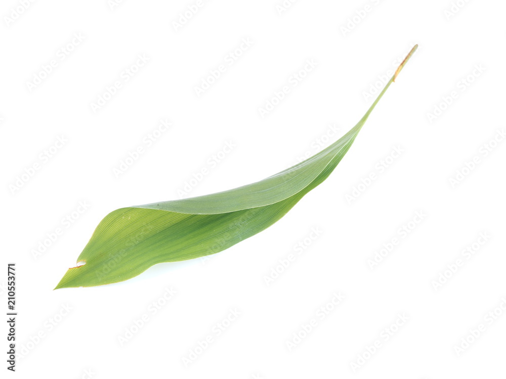 Lily of the valley leaves on a white background Lily of the valley leaves on a white background