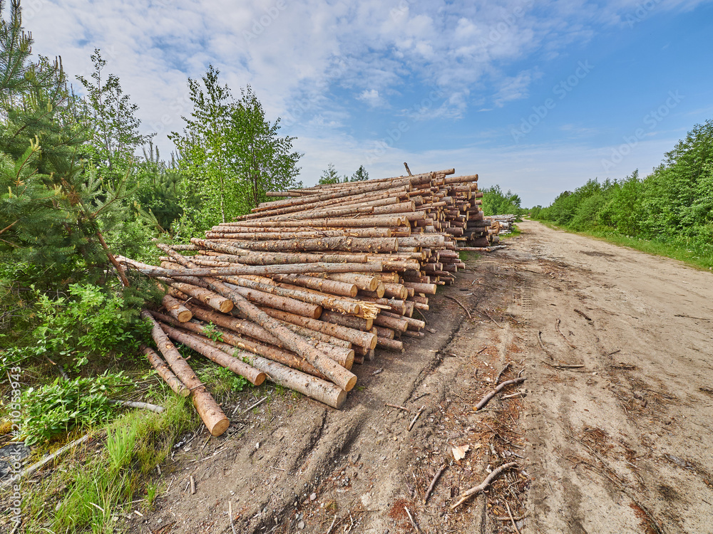 felled forest by the road