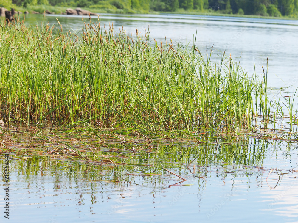 water grass in the river water grass in the river