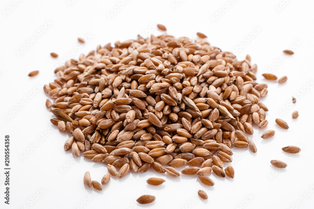 spelt seeds on a white acrylic background spelt seeds on a white acrylic background