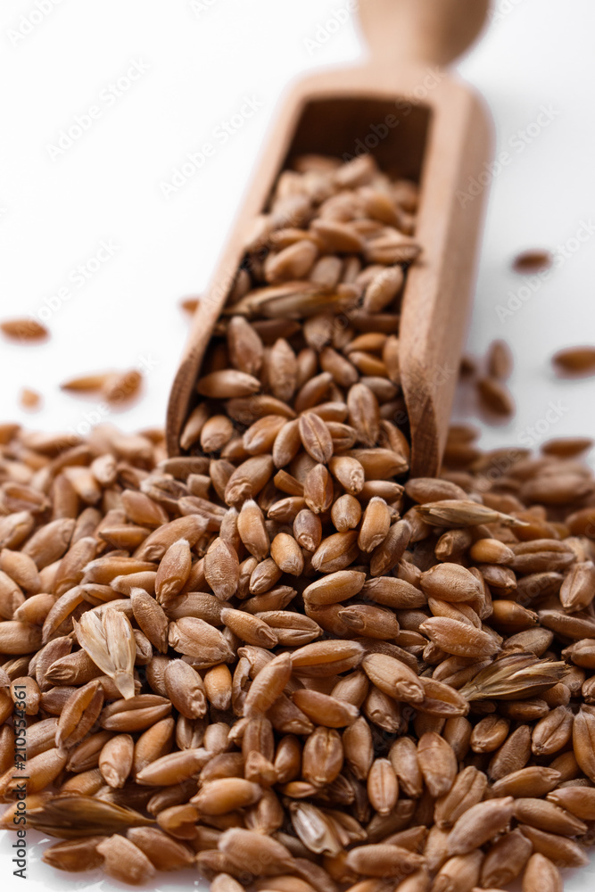 spelt seeds on a white acrylic background spelt seeds on a white acrylic background