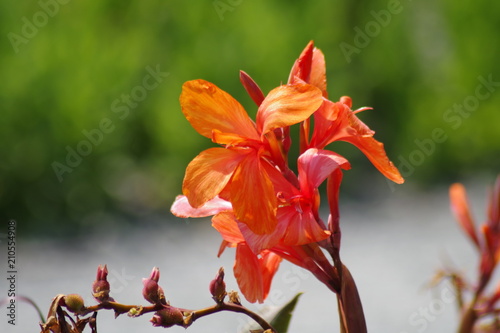 Blumenmacros