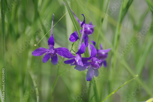Blumenmacros