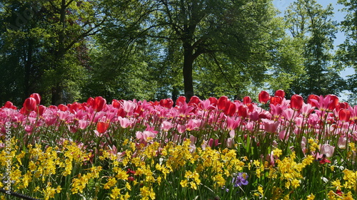 Tulipani a Keukhenof in Olanda