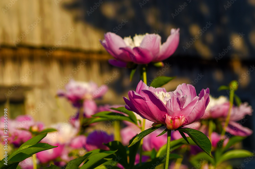 Blooming peony flowers of spring in the park Blooming peony flowers of spring in the park