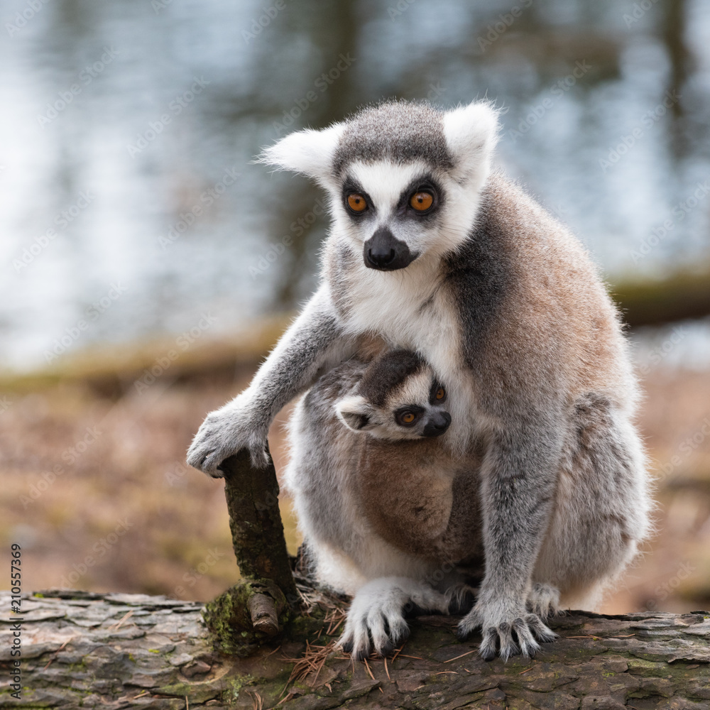 Obraz premium Cub katta lemur with mother