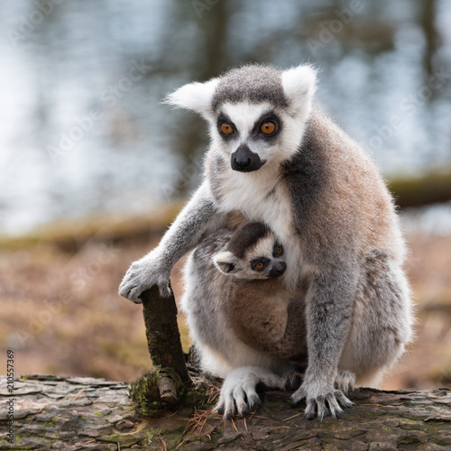 Cub katta lemur  with mother © ptashkan